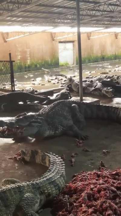 of this Crocodile, a real river monster