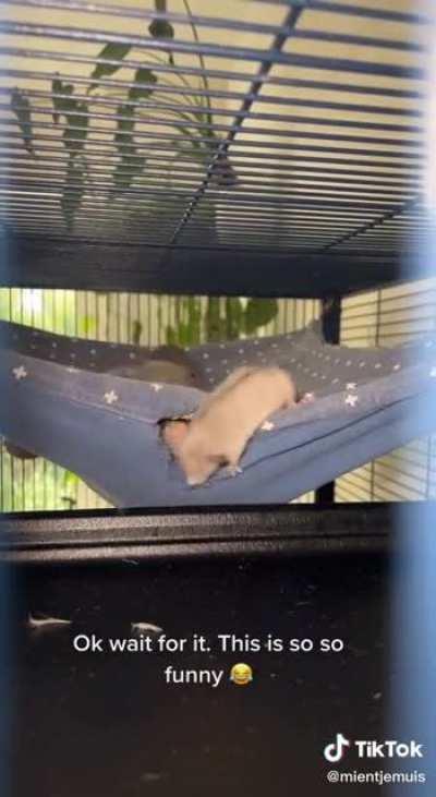 Да иди ты в гамак уже!