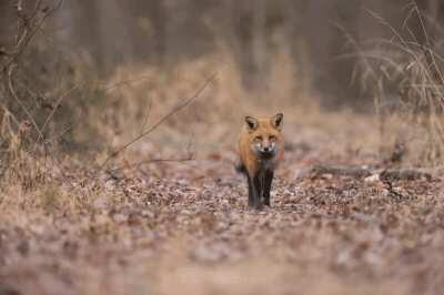 Red Fox thought my camera shutter was some sort of prey. Ran right to me, stopped, noped out!