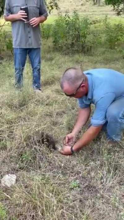 Trying to pick up a small porcupine