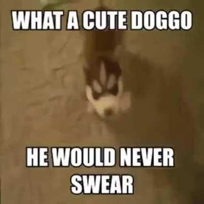 Cute doggygggggggohoghogogogogogogo