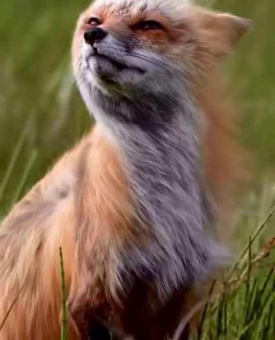 🔥 A stunning Red Fox enjoys the breeze