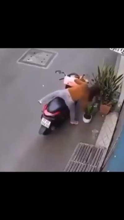 Trying to steal decorative plant