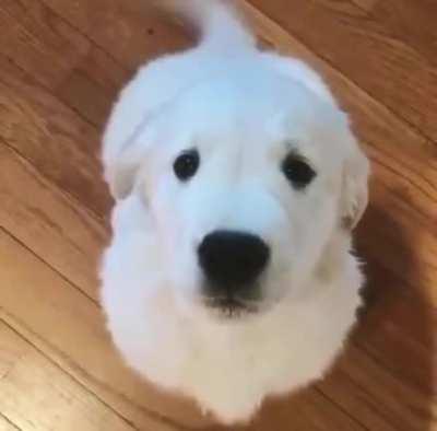 A boop to brighten your day