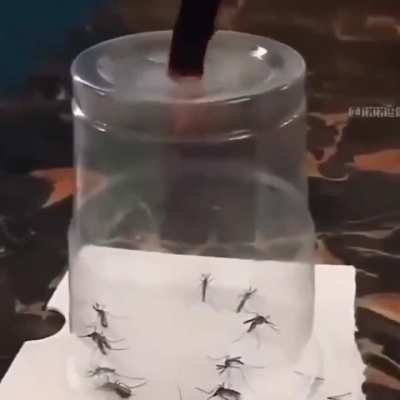 mosquito