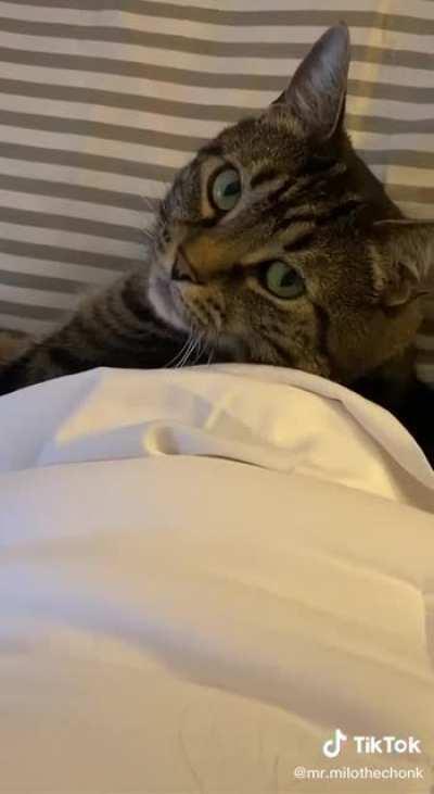 Dating site for CHONKEY cats?! Sign me up!