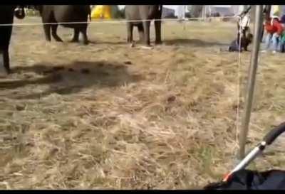 A kid gets body slammed by an elephant.