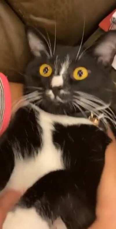 This is Onyx and he’s in the ICU right now and we all miss him and really hope he’ll be ok so in the meantime here’s a video of him getting belly rubs. I’ve never seen existential dread as prevalent as in this cat.