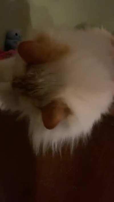 MacReady begins every day with her close-call cuddle-rolls.