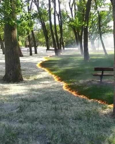 Controlled burning of pollen without harming trees or grass in Spain