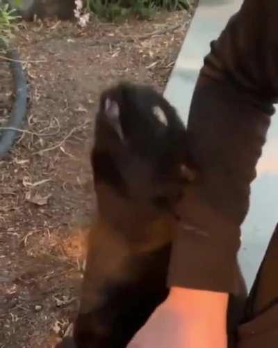 Hell yeeeah, human! Lost for words. Or meows..