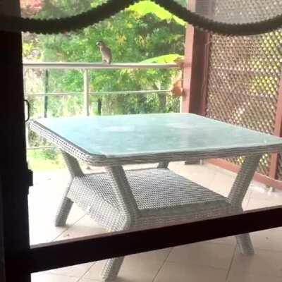 Pet the damn c....bird?