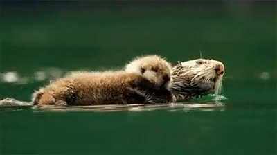 Faster! Swim mommy swim!