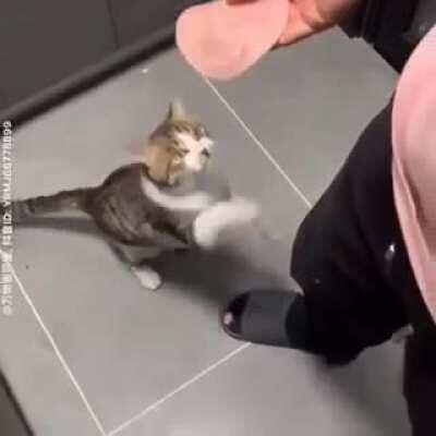 When your miqo friend asks you to make them raid food