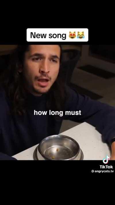 AngryCats on TikTok