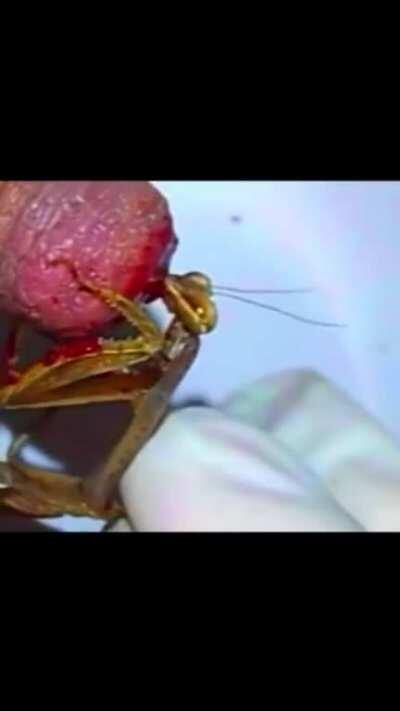 Mantis Eating A Nipple