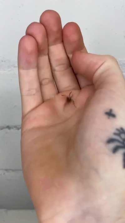 The foul art of the entomancer on display 