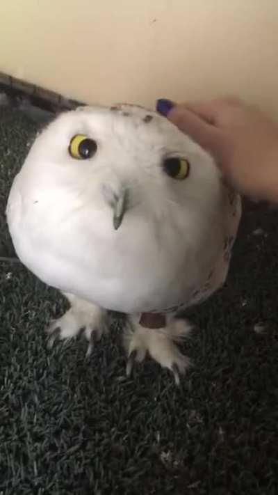 Snowy owls are just feathered marshmallows.
