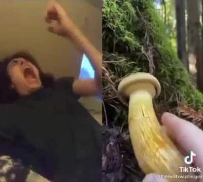 Very big Shroom