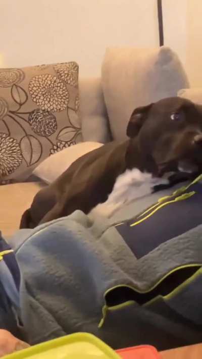 Find someone who looks at you like this guy's dog looks at him
