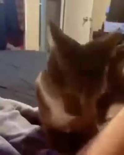 She wants cuddles....