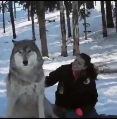 Grey wolf becomes a good boy when visited by the people that helped raise the pack