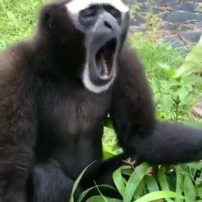 WCGW when attempting a dive over an high fence but the garbage can wants to participate too.