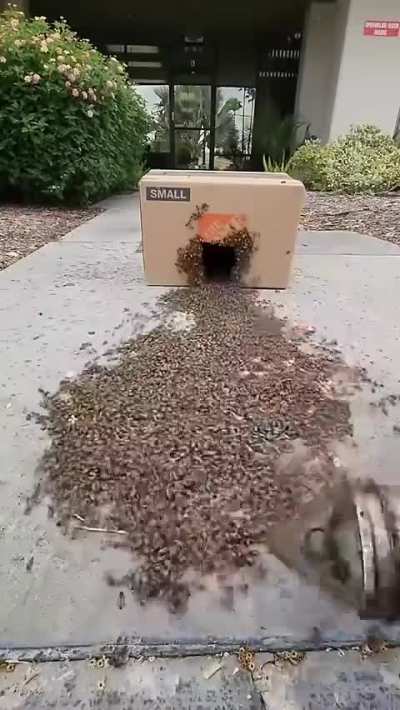 This swarm of bees are so easily enticed into the box because their Queen is already inside