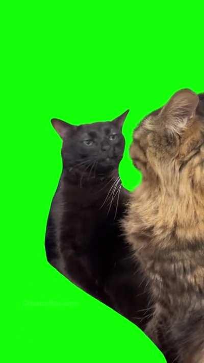[GREEN SCREEN] Black Cat zoning out Meme Template