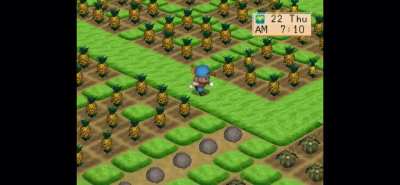 Summer: The Theme of Pineapples