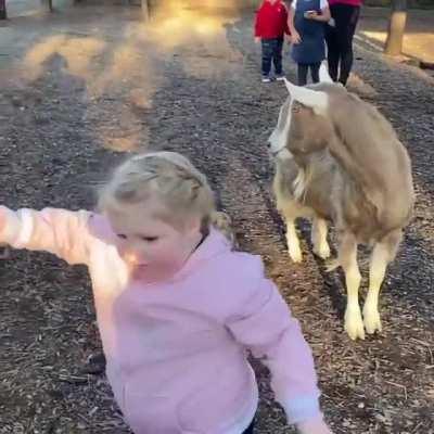 When you find out goats are mean.