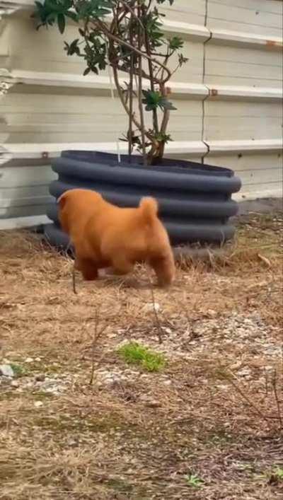 Looks like a mix of a Dog and a ?