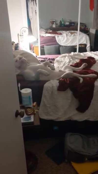 Max... stealer of beds.