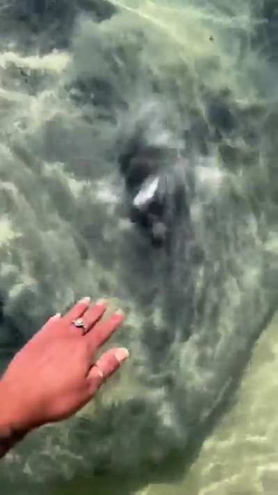 This giant stingray looks like it’s straight out of prehistoric times.