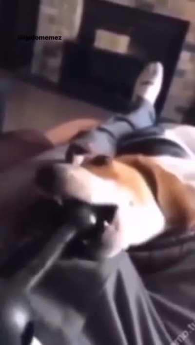 No doggy no!!! 😢😢