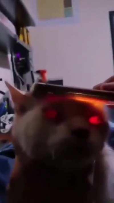 Это у всех блондинок так? Без разницы, кошка или человек