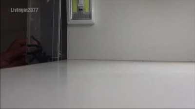 How to catch a spider.