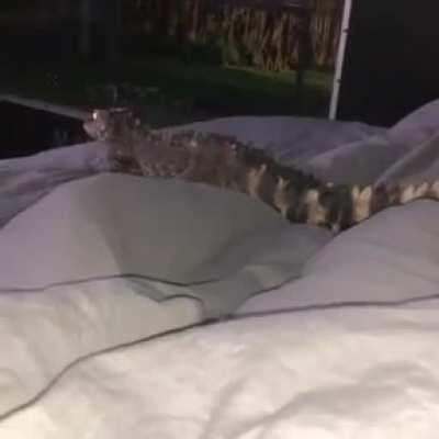 Chillin with a baby croc in bed