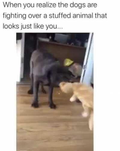 When you realize the dogs are fighting over a stuffed animal that looks just like you...