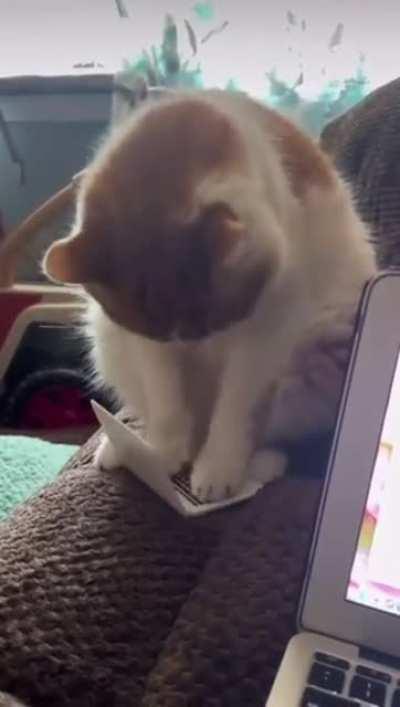 100 Words Purr Minute