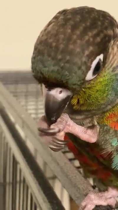 Meet Watermelon, growing Crimson belly conure