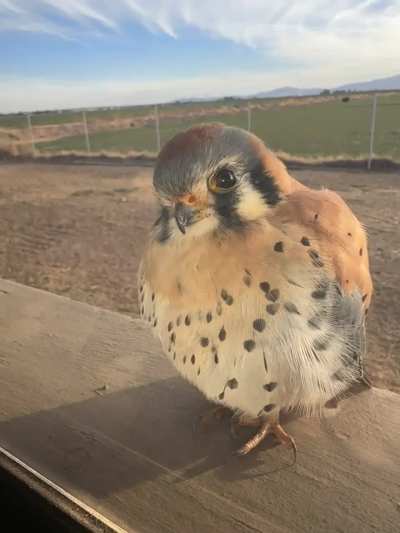American Kestrel Chick sits on a window ledge