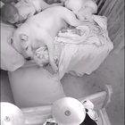 Little girl tucks in pitbull before bed