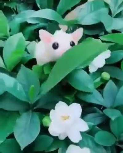 🔥 White Sugar Glider 🔥