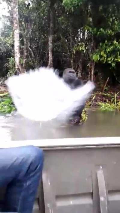 🔥 Mischievous Gorilla