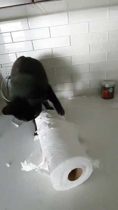 Do you know how much a paper towel costs? Every f*cking day a new PT is being hunted and teared. 😹