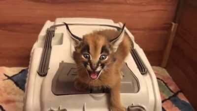 baby floppa wants food