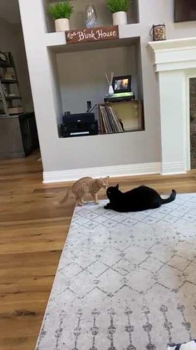 The aggressive tail wag right before he ninja attacks