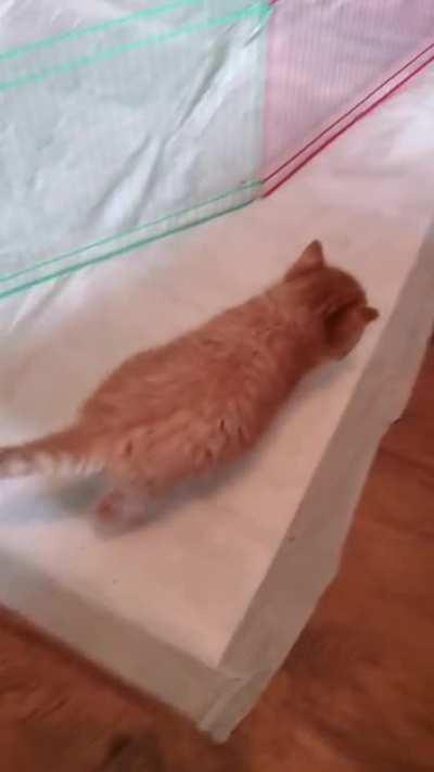 I have an escape artist at almost 5 weeks old