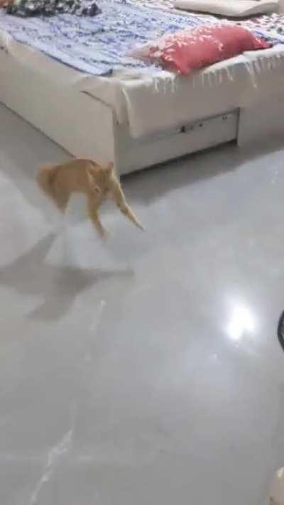 This is how Peanut hops when he's startled or super alert